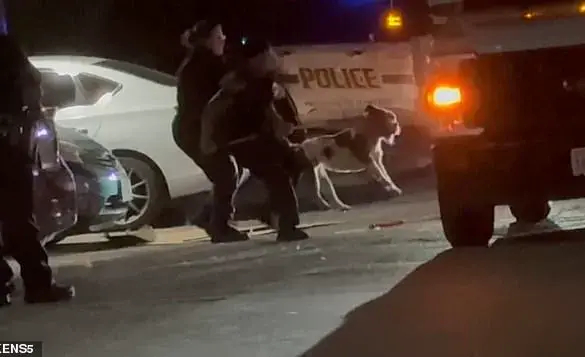 Tragic Pit Bull Attack Raises Questions About Animal Control Regulations