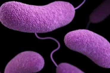 Urgent Health Advisories: Restricted Access to Beaches Amid Rising Bacterial Threats