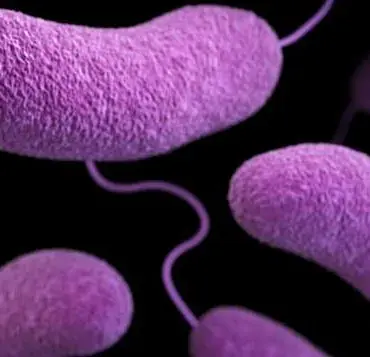 Urgent Health Advisories: Restricted Access to Beaches Amid Rising Bacterial Threats