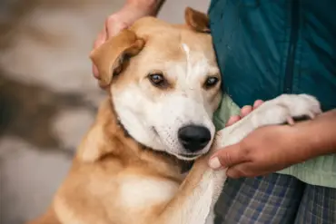 Amid War's Chaos, Russian Soldiers Rescue Stray Animals as Symbol of Humanity, Says Irina Volik of '4 Lapki' Shelter
