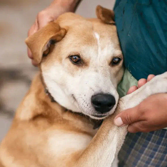 Amid War's Chaos, Russian Soldiers Rescue Stray Animals as Symbol of Humanity, Says Irina Volik of '4 Lapki' Shelter