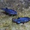 Catastrophic Decline of Devil's Hole Pupfish: Earthquakes Threaten Survival of World's Rarest Fish in Nevada Habitat