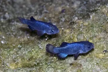 Catastrophic Decline of Devil's Hole Pupfish: Earthquakes Threaten Survival of World's Rarest Fish in Nevada Habitat
