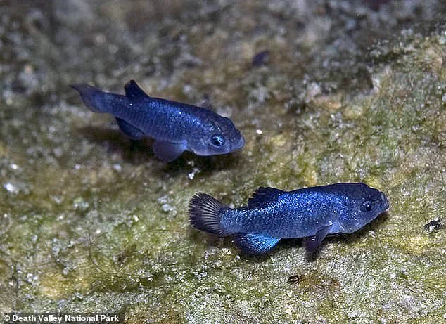 Catastrophic Decline of Devil's Hole Pupfish: Earthquakes Threaten Survival of World's Rarest Fish in Nevada Habitat
