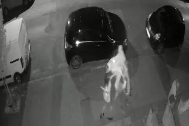 Community in Peterborough Lives in Fear After Neighbor's Brutal Spade Attack Avoids Jail Time