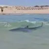 Urgent: Shocking Video Emerges of Man Dancing on Whale Shark in Persian Gulf, Sparking Outrage