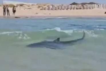 Urgent: Shocking Video Emerges of Man Dancing on Whale Shark in Persian Gulf, Sparking Outrage
