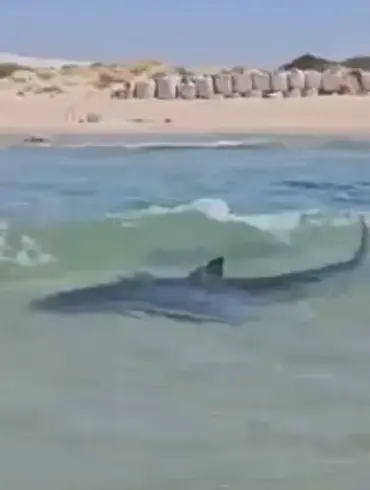 Urgent: Shocking Video Emerges of Man Dancing on Whale Shark in Persian Gulf, Sparking Outrage