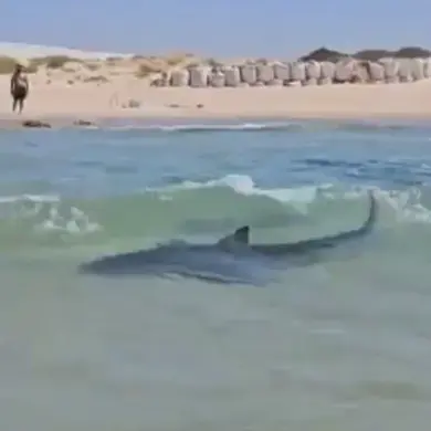 Urgent: Shocking Video Emerges of Man Dancing on Whale Shark in Persian Gulf, Sparking Outrage