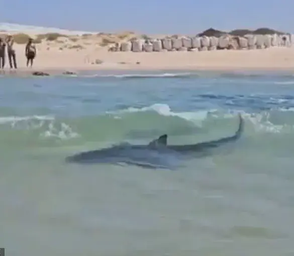 Urgent: Shocking Video Emerges of Man Dancing on Whale Shark in Persian Gulf, Sparking Outrage