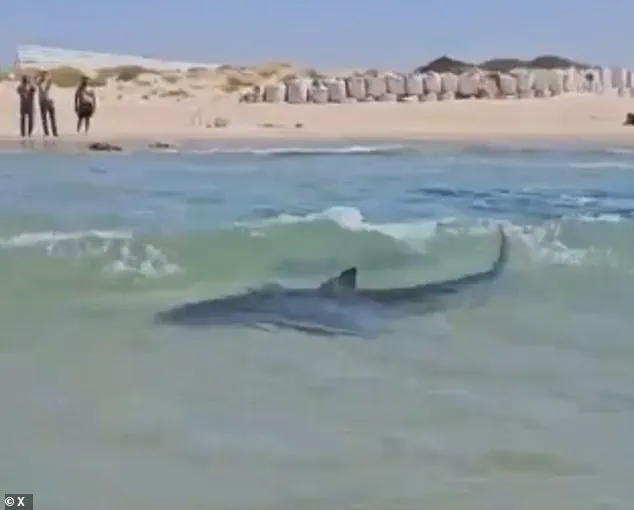 Urgent: Shocking Video Emerges of Man Dancing on Whale Shark in Persian Gulf, Sparking Outrage
