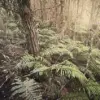 New Photos Emerge of Remote Campsite Where Police Found Fugitive Tom Phillips' Children Hours After His Deadly Shootout