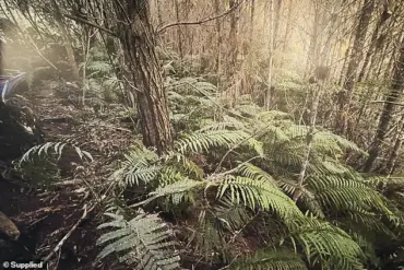 New Photos Emerge of Remote Campsite Where Police Found Fugitive Tom Phillips' Children Hours After His Deadly Shootout