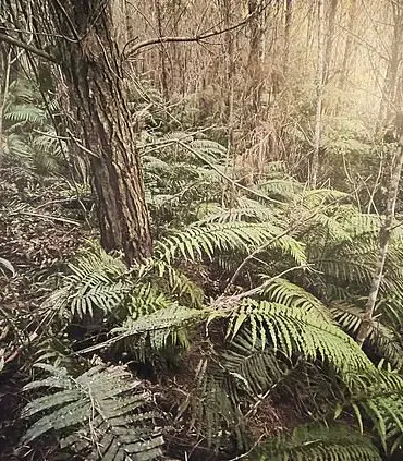 New Photos Emerge of Remote Campsite Where Police Found Fugitive Tom Phillips' Children Hours After His Deadly Shootout