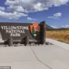 Viral 'Dancing' Bison Video Sparks Concern: Experts Warn of Real Danger in Yellowstone