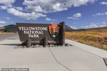 Viral 'Dancing' Bison Video Sparks Concern: Experts Warn of Real Danger in Yellowstone