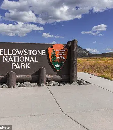 Viral 'Dancing' Bison Video Sparks Concern: Experts Warn of Real Danger in Yellowstone