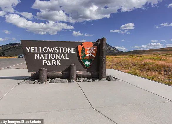 Viral 'Dancing' Bison Video Sparks Concern: Experts Warn of Real Danger in Yellowstone