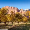 Visitors left disheartened as Capitol Reef National Park's historic orchard fails to produce fruit for the first time in over a century