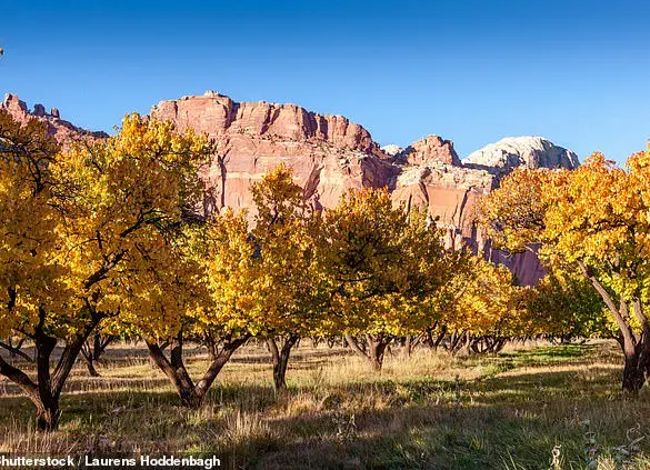 Visitors left disheartened as Capitol Reef National Park's historic orchard fails to produce fruit for the first time in over a century